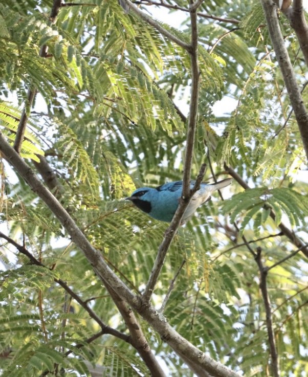 Blue Dacnis - ML620443527