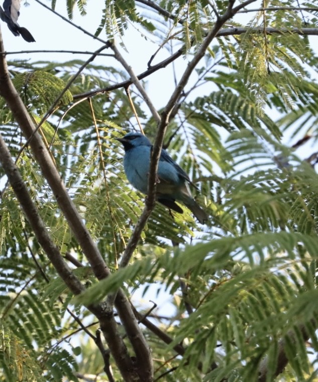 Blue Dacnis - ML620443528