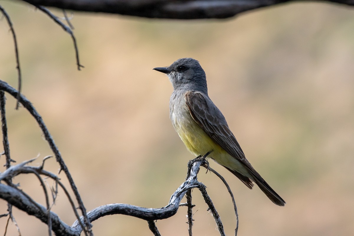 Cassin's Kingbird - ML620443532