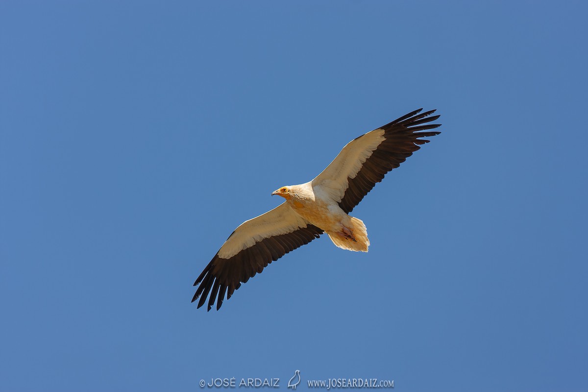 Egyptian Vulture - ML620443541