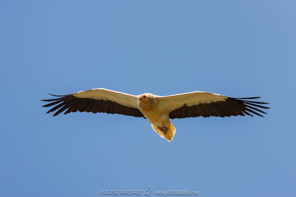 Egyptian Vulture - ML620443542