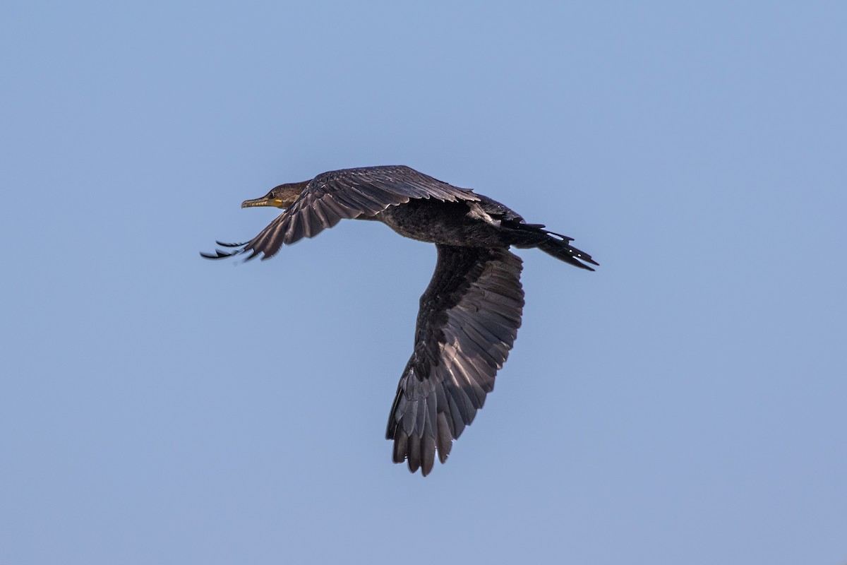 Neotropic Cormorant - ML620443545