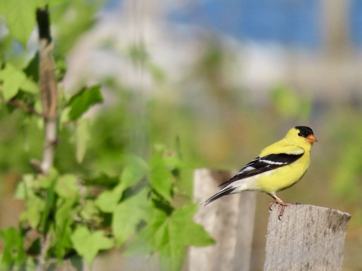 Chardonneret jaune - ML620443546