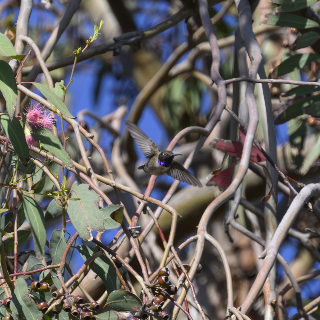 Black-chinned Hummingbird - ML620443551