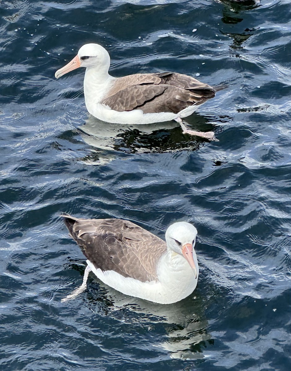 albatros laysanský - ML620443552