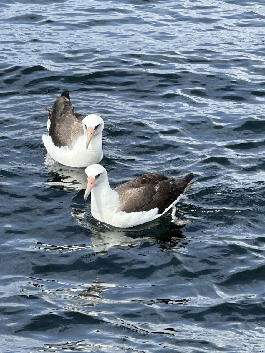 Темноспинный альбатрос - ML620443554