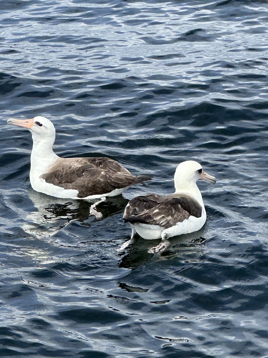 albatros laysanský - ML620443555