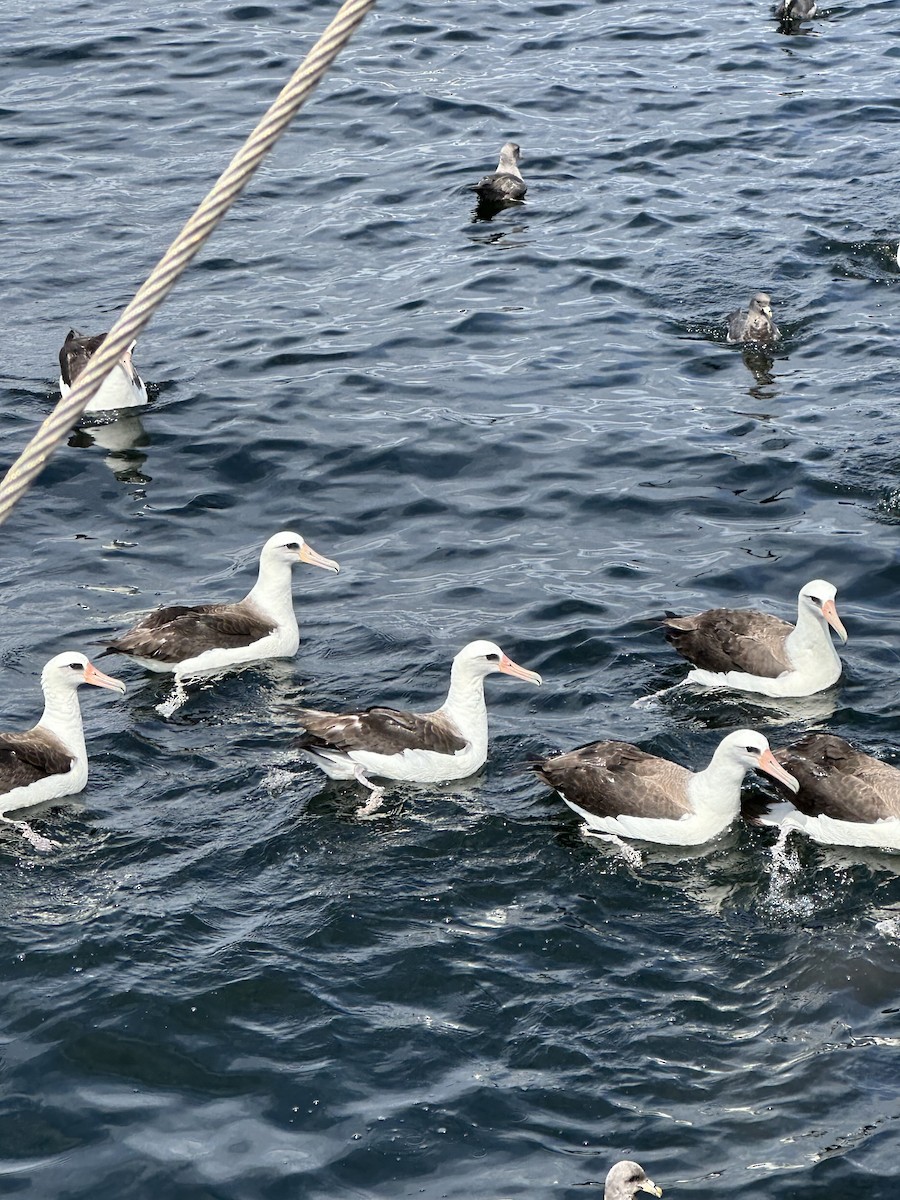 albatros laysanský - ML620443556