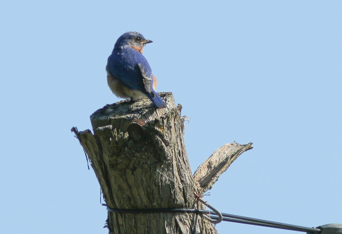 Eastern Bluebird - ML620443562