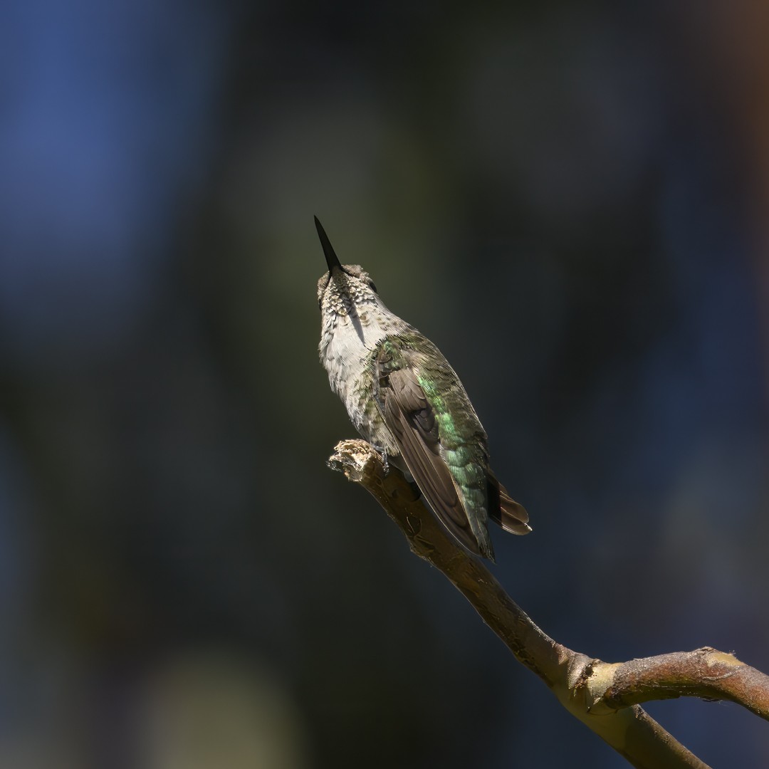 Anna's Hummingbird - ML620443563