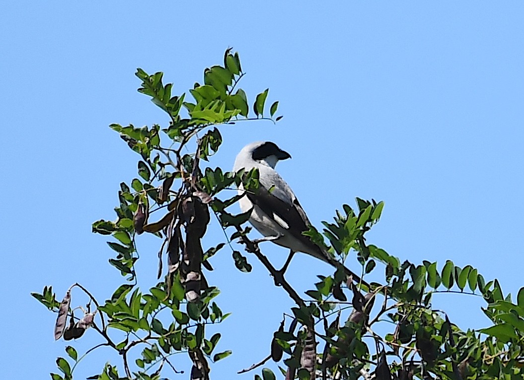 Lesser Gray Shrike - ML620443564