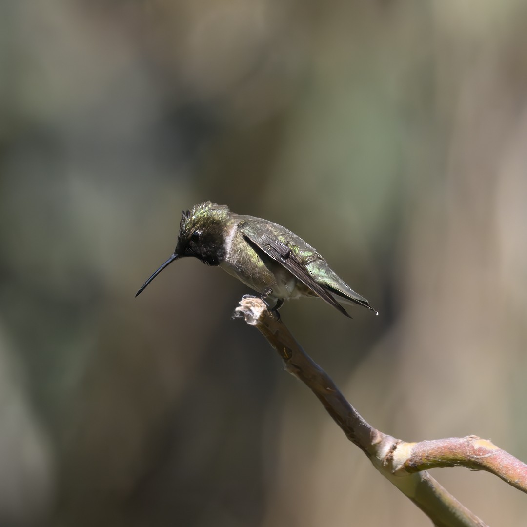 Black-chinned Hummingbird - ML620443569