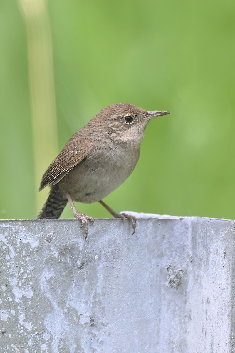 House Wren - ML620443582