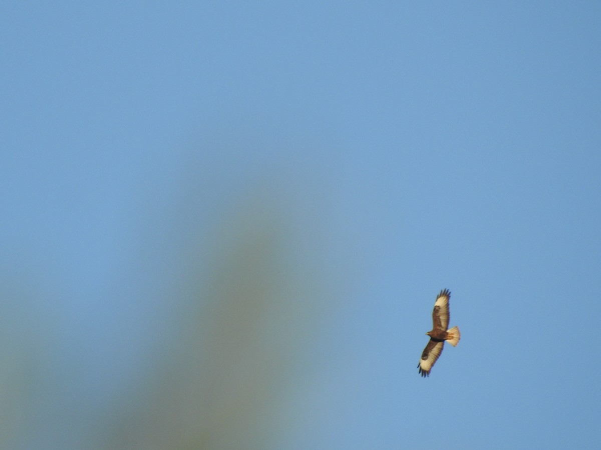 Common Buzzard - ML620443586