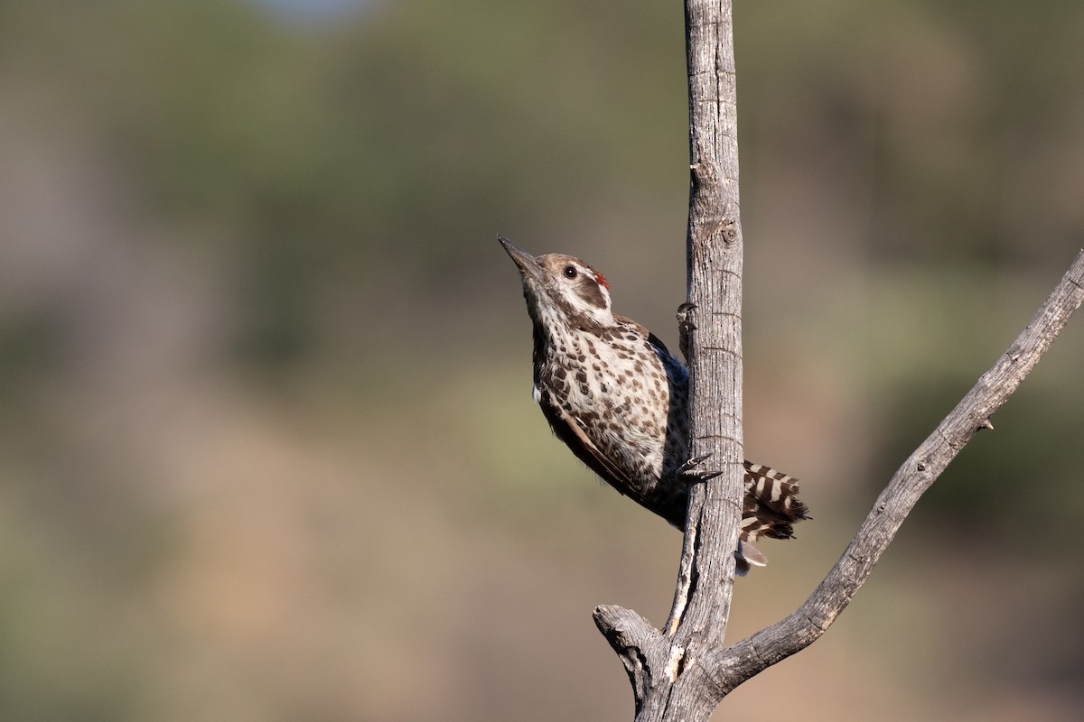 Arizona Woodpecker - Caleb Strand