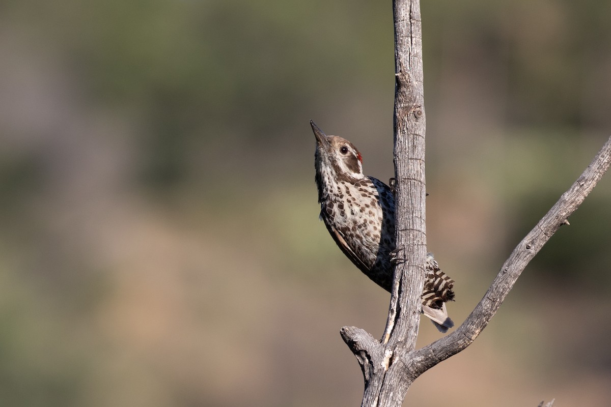 Arizona Woodpecker - ML620443590