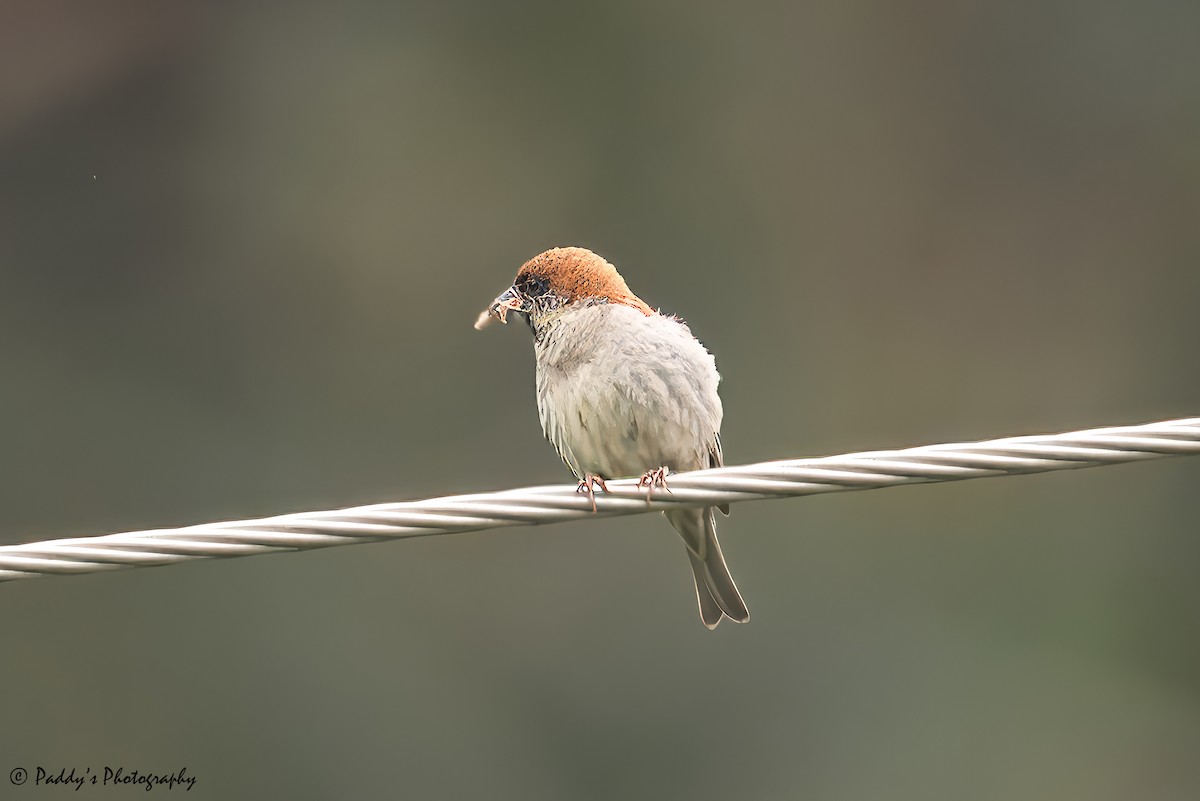 Russet Sparrow - ML620443591