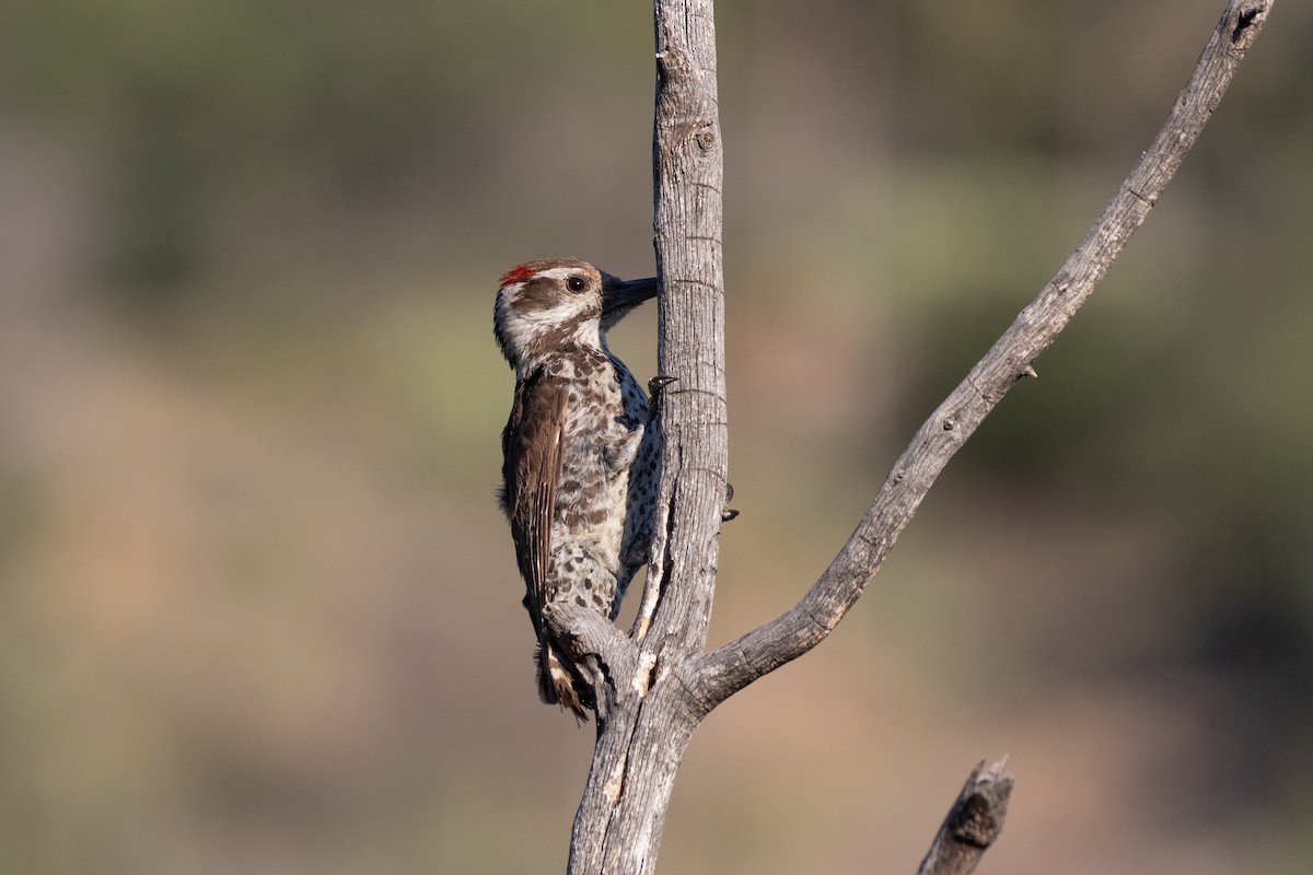 Arizona Woodpecker - ML620443594