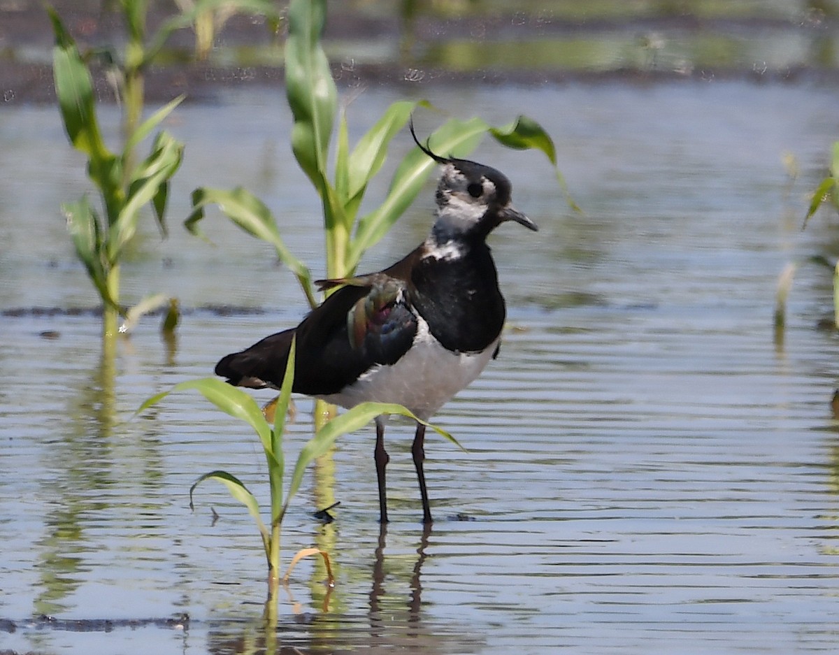 Northern Lapwing - ML620443595