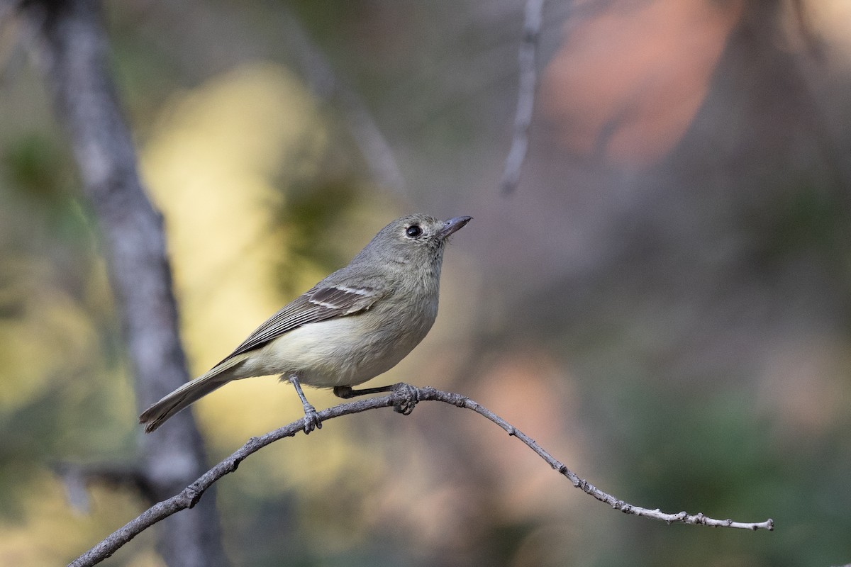 Hutton's Vireo (Interior) - ML620443597