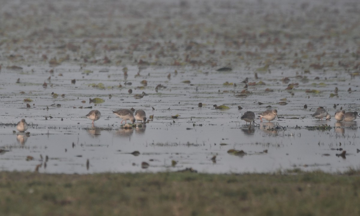 Common Redshank - ML620443598