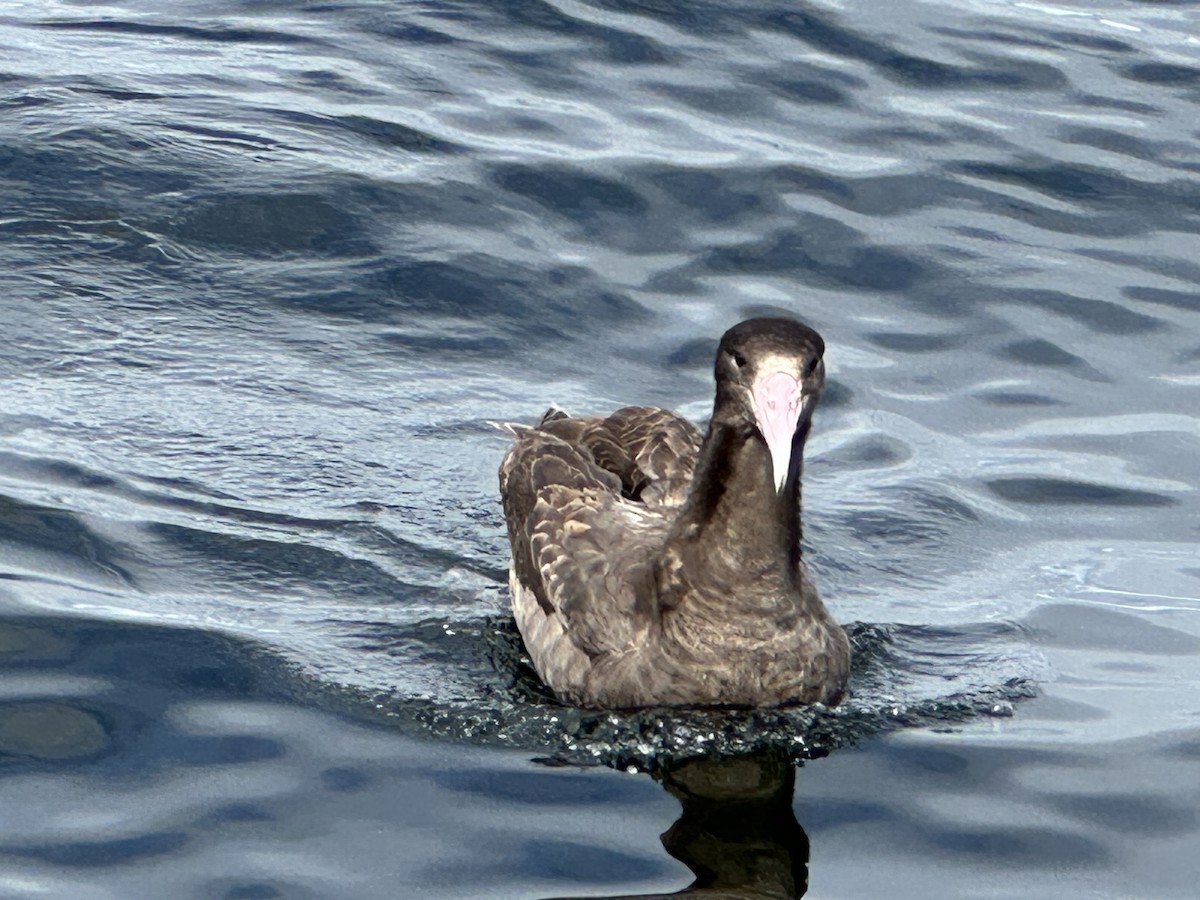 Short-tailed Albatross - ML620443603