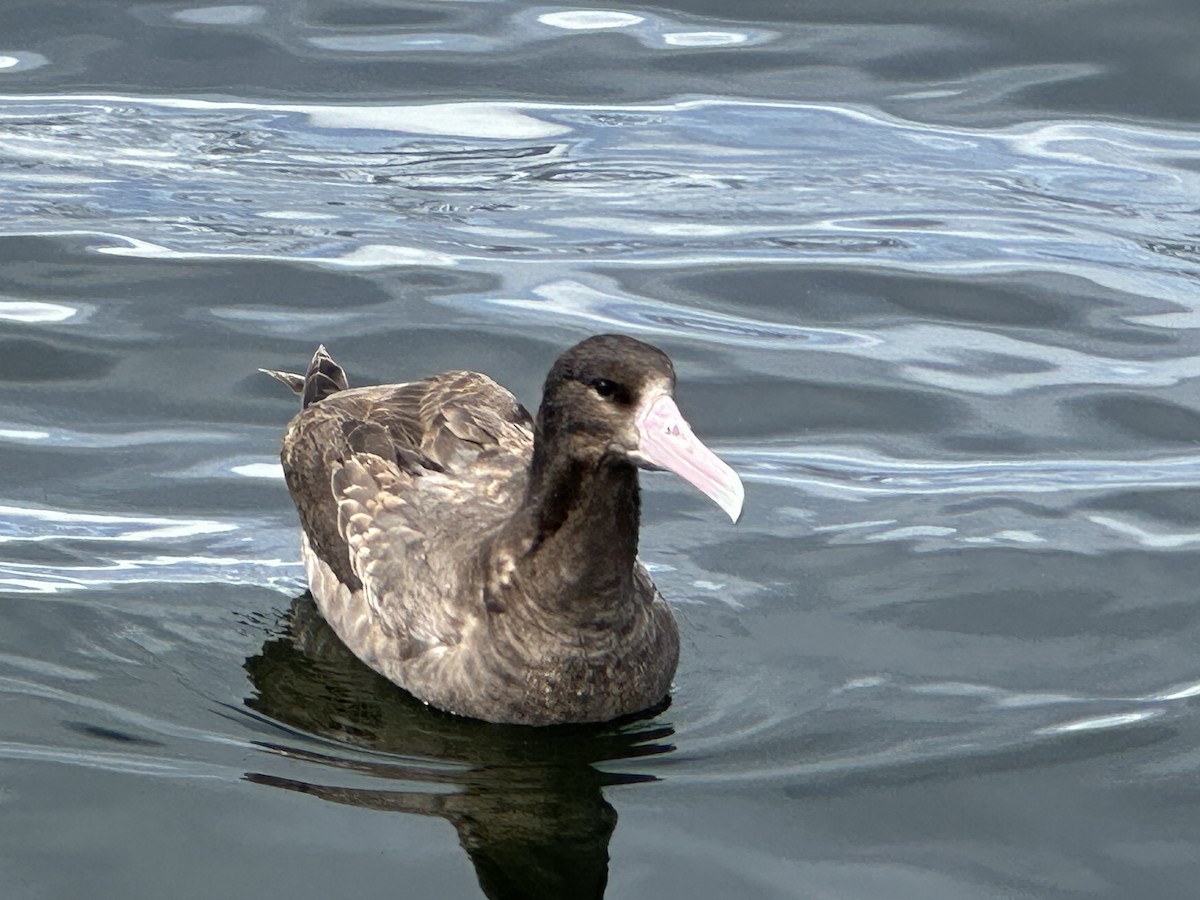 Short-tailed Albatross - ML620443605