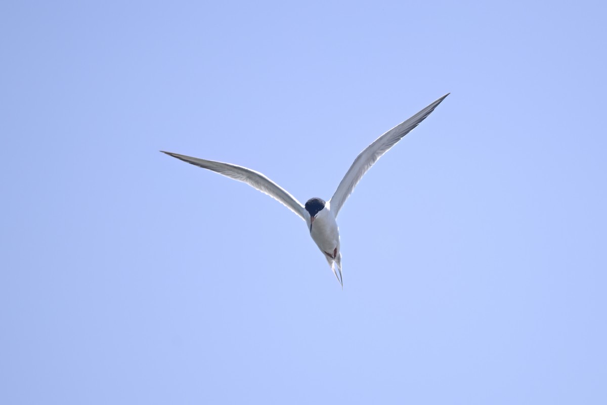 Forster's Tern - ML620443610