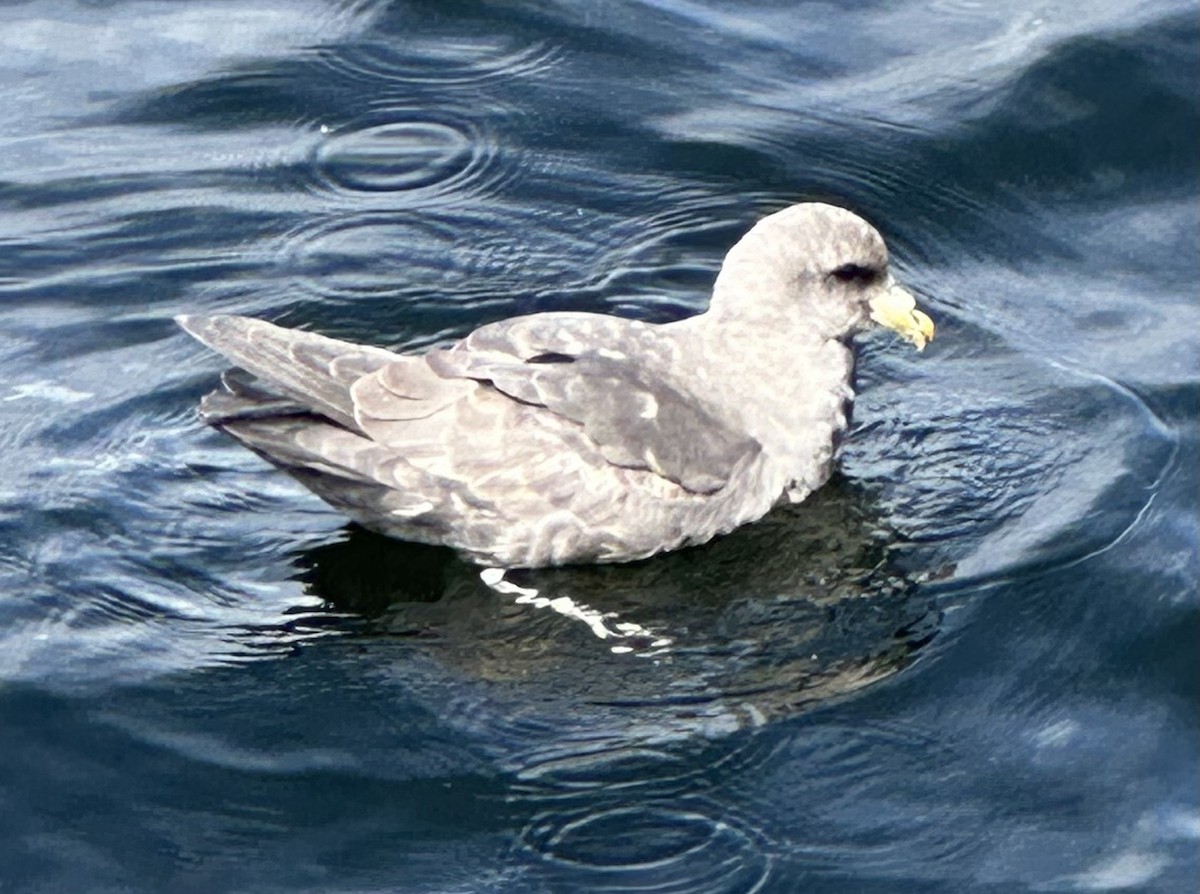 Fulmar boréal - ML620443617