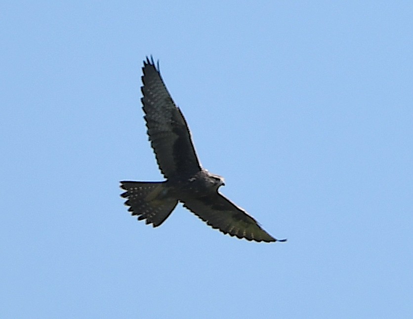 Saker Falcon - ML620443623