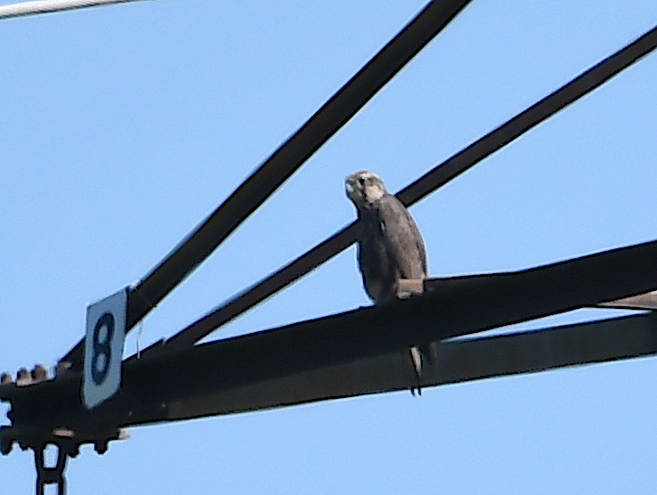 Saker Falcon - ML620443625