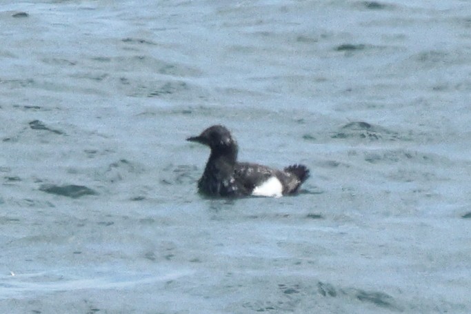 Black Guillemot - ML620443637