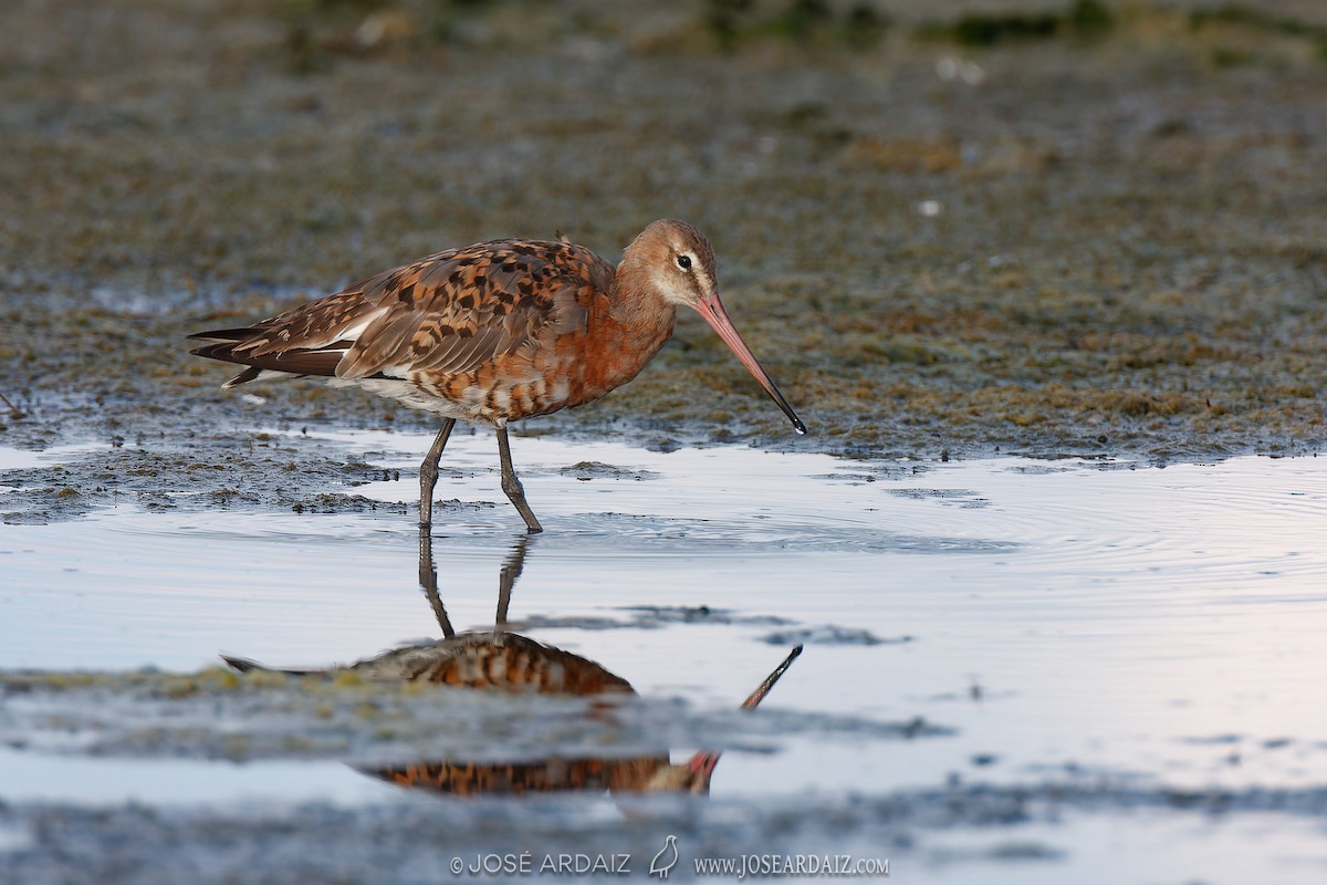 Black-tailed Godwit - ML620443643