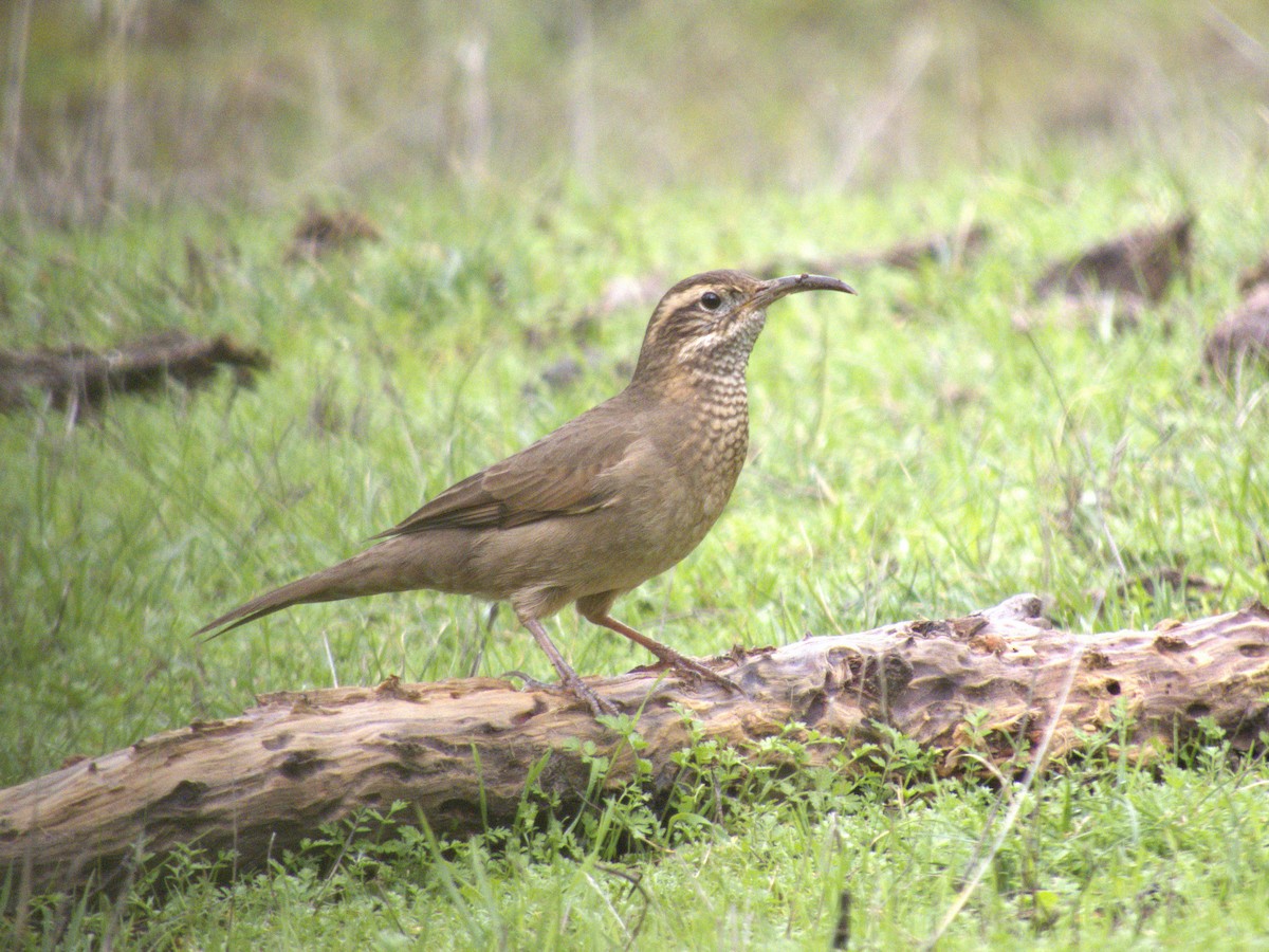 Patagonian Forest Earthcreeper - ML620443645