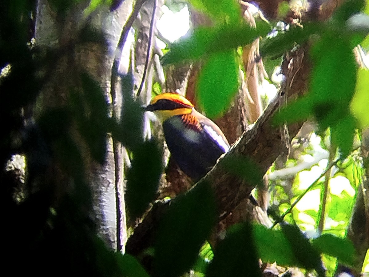 Malayan Banded-Pitta - ML620443647