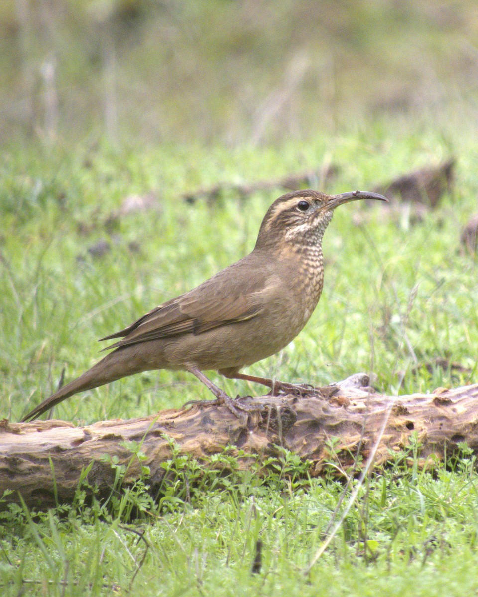 Patagonian Forest Earthcreeper - ML620443650
