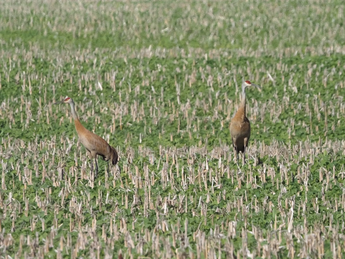 Grulla Canadiense - ML620443651