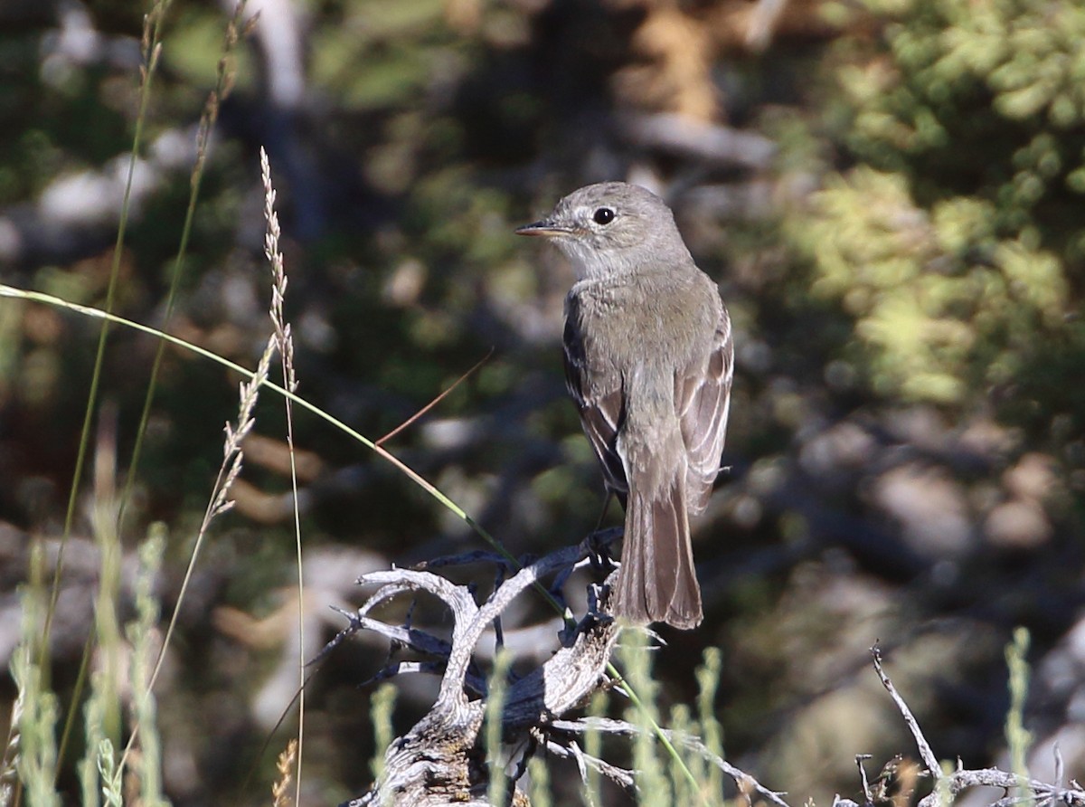 Gray Flycatcher - ML620443654