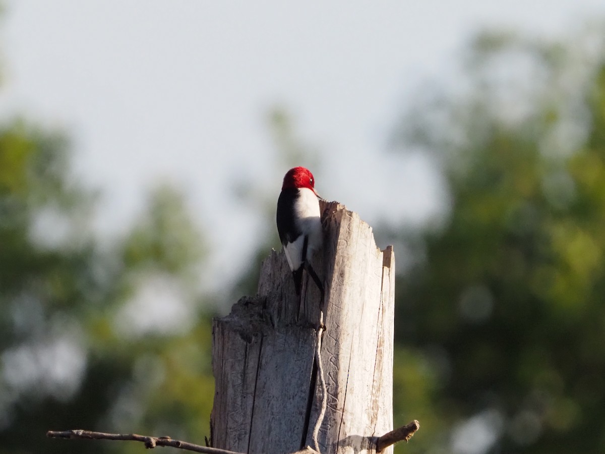 Red-headed Woodpecker - ML620443656