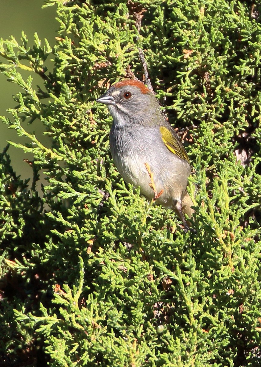 Green-tailed Towhee - ML620443660