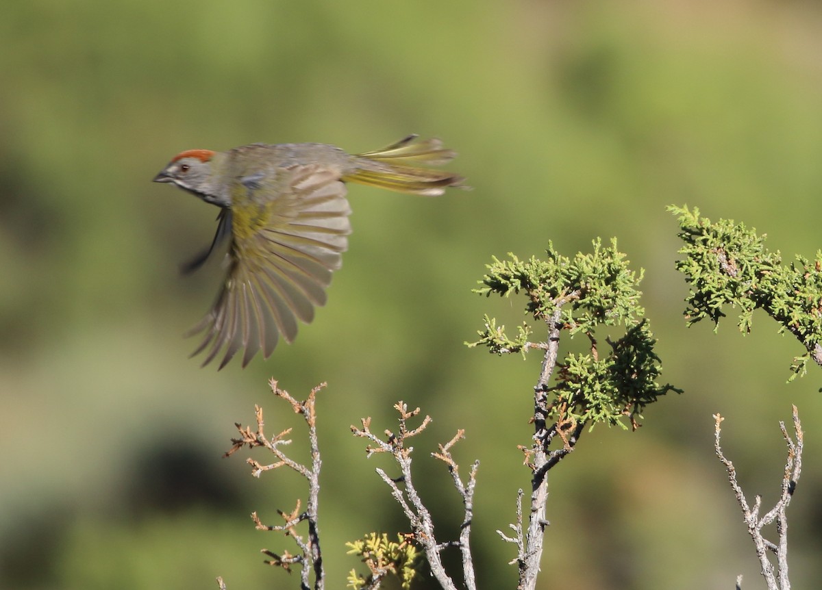 Green-tailed Towhee - ML620443661