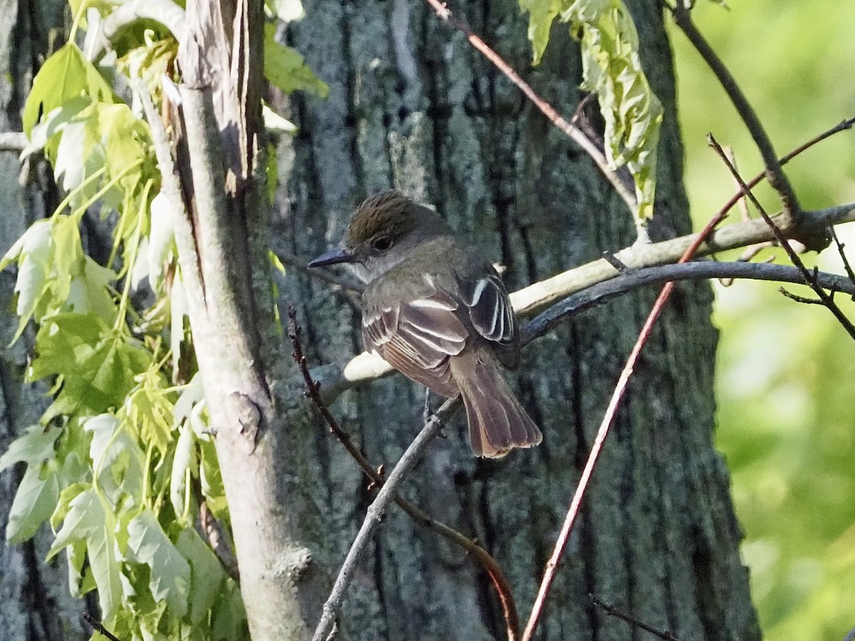 Great Crested Flycatcher - ML620443666