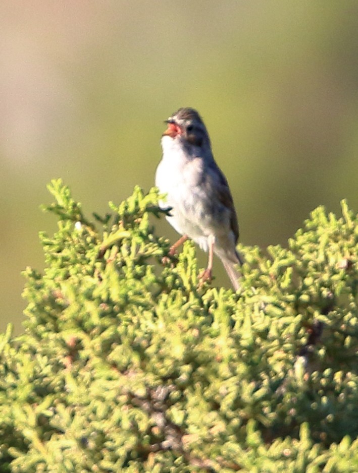 Brewer's Sparrow - ML620443668