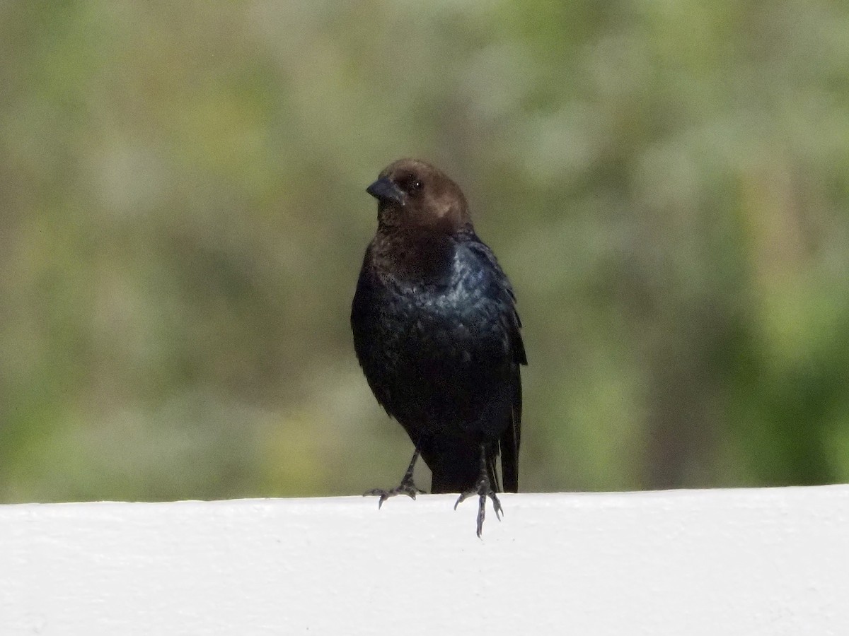 Brown-headed Cowbird - ML620443672