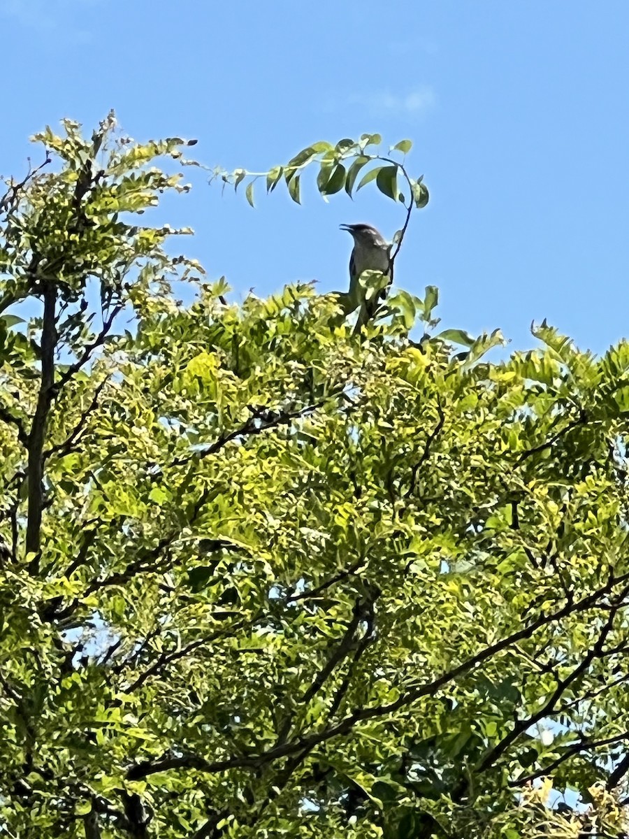 Northern Mockingbird - ML620443673