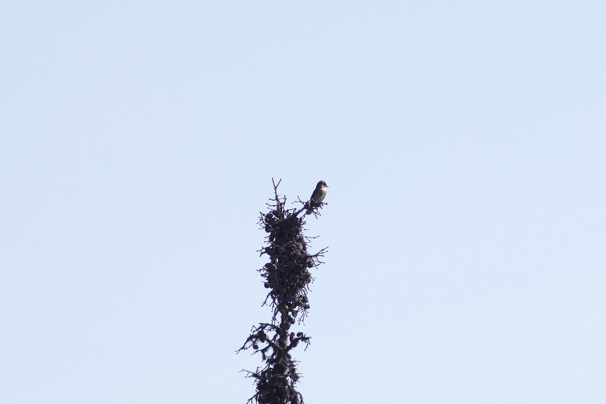 Olive-sided Flycatcher - ML620443674