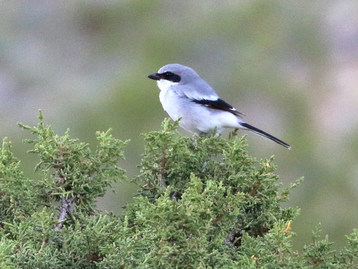 Loggerhead Shrike - ML620443675