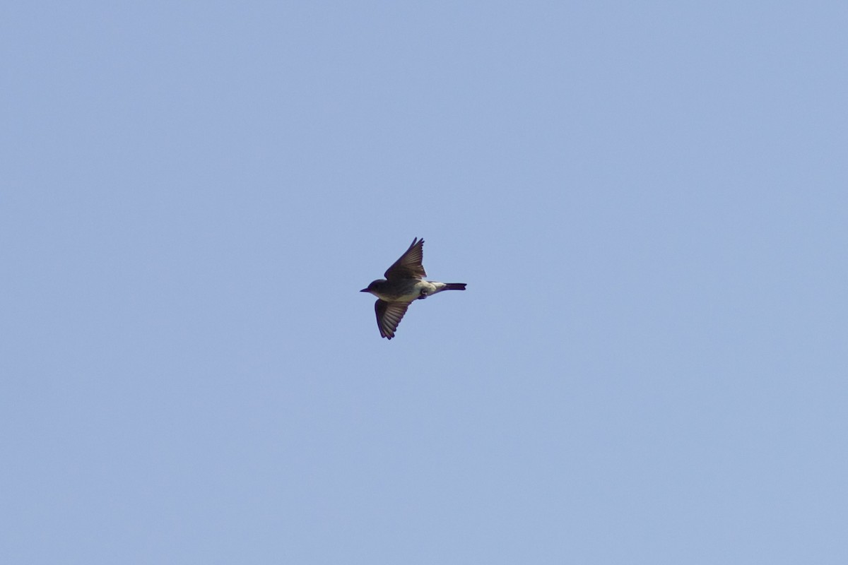 Olive-sided Flycatcher - ML620443677