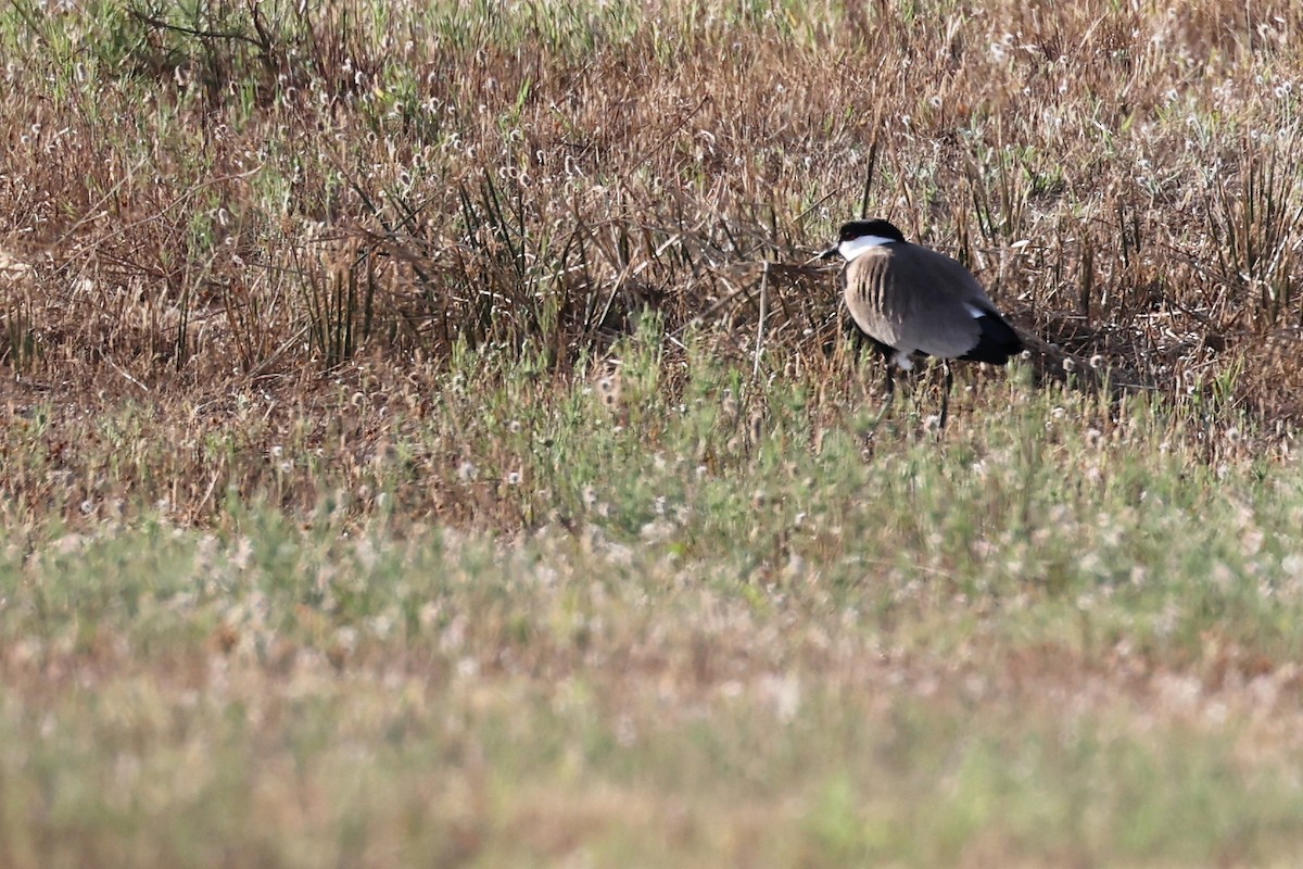 Spur-winged Lapwing - ML620443681