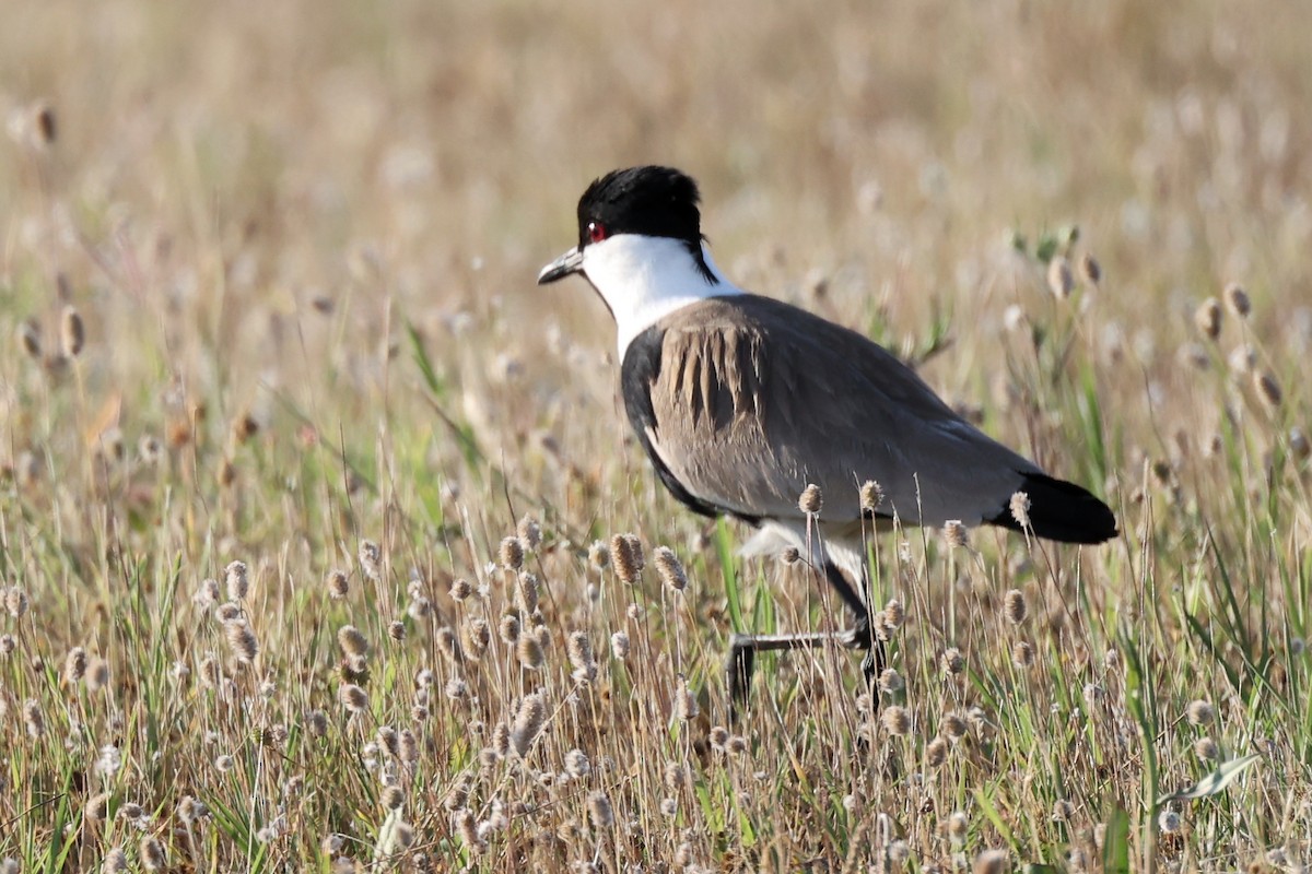 Spur-winged Lapwing - ML620443682